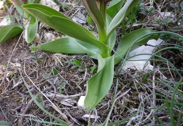 Orchidee di montagna